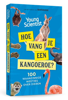 Hoe vang je een kangoeroe 3D